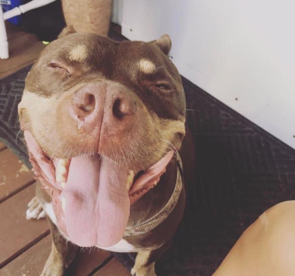 /Images/uploads/Humane Society of Lackawanna County/LoveYourPet/entries/9667thumb.jpg